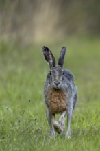 In the evening, the brown hare (Lepus europaeus) leaves its nest in the forest and hops to the