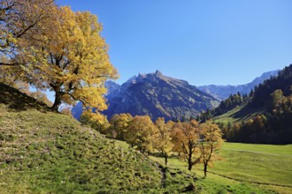 Old sycamore maple (Acer pseudo plantanus), in autumnal discolouration, Canton Glarus, Switzerland