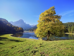 Autumn-coloured sycamore maple (Acer pseudo plantanus), at Obersee, Näfels, Canton Glarus,