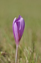 Autumn crocus (Colchicum autumnale), half-opened flowers in a meadow, endangered, protected