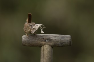 Eurasian wren (Troglodytes troglodytes) adult garden bird on a fork handle with nesting material in