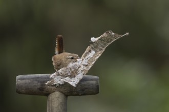 Eurasian wren (Troglodytes troglodytes) adult garden bird on a fork handle with nest material in