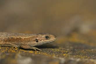 Common lizard (Zootoca vivipara) adult reptile resting on a wooden sleeper in summer, England,