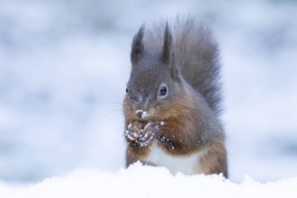 Red squirrel (Sciurus vulgaris) adult animal feeding on a nut in snow in winter, England, United