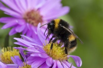 Garden bumblebee (Bombus hortorum) adult bee insect feeding on purple garden Aster plant flowers in