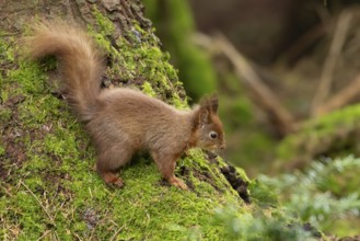 Red squirrel (Sciurus vulgaris) adult animal on moss covered tree stump in a woodland, England,