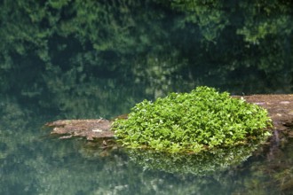 The Rhume Spring with blue-green colouration, source of River Rhume, large karst spring, Harz