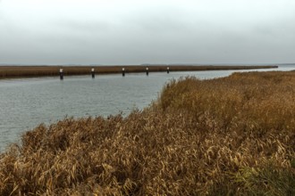 Lagoon area at the Meinigenbrücke near Zingst, Fischland-Darß-Zingst, Western Pomerania Lagoon Area