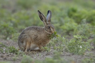 European brown hare (Lepus europaeus) adult animal eating a plant in a farmland field in summer,