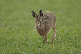 European brown hare (Lepus europaeus) adult animal running in a farmland cereal field in