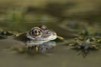 Common frog (Rana temporaria) adult amphibian on the water surface of a pond, England, United