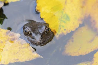 Common frog (Rana temporaria) adult amphibian on the water surface of a pond with fallen autumn