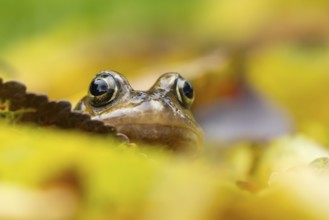 Common frog (Rana temporaria) adult amphibian amongst fallen autumn leaves, England, United Kingdom
