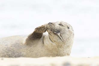 Common or Habor seal (Phoca vitulina) adult animal resting on the sand of a beach, England, United