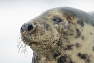 Atlantic grey seal (Halichoerus grypus) adult animal head portrait, England, United Kingdom