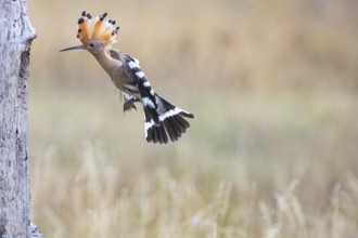 Hoopoe (Upupa epopa) Hungary