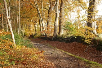 Autumn foliage, Stikelkamper Wald, Leer District, East Frisia, Lower Saxony, Germany