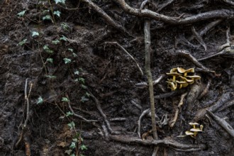 Mushrooms grow from the roots of a fallen tree, Darßwald, Darß, Fischland-Darß-Zingst, Western