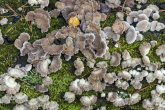Tree fungus, Split Gill (Schizophyllum commune), on dead tree trunk, Darßwald, Darß,