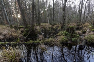 Moorland in the pristine Darßwald, Darß, Fischland-Darß-Zingst, Western Pomerania Lagoon Area