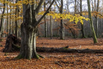Autumn forest, autumn-colored trees, Darßwald, Darß, Fischland-Darß-Zingst, Western Pomerania