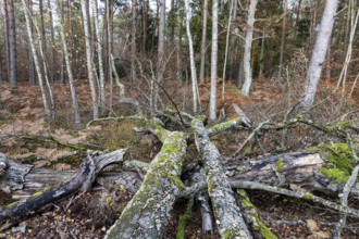 Dead tree trunks with tree fungi, Split Gill (Schizophyllum commune), lying on forest floor,