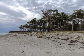 Weststrand Darß, Baltic Sea, Fischland-Darß-Zingst, Western Pomerania Lagoon Area National Park,