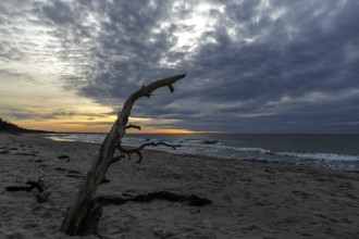 Dead tree on the beach, dramatic clouds, evening light, sunset, Weststrand Darß, Baltic Sea,