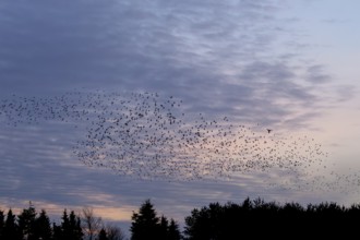 Flock of starlings (Sturnus vulgaris) directly above the roost, flock of birds, autumn migration,