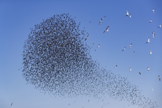 A flock of starlings (Sturnus vulgaris) as well as storm petrels (Larus canus) and black-headed