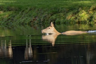 Female red deer (Cervus elaphus), wild deer, doe bathing, swimming on the bank of a pond at the