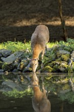 European mouflon (Ovis gmelini musimon), female, mouflon, mouflon drinking water from pond on