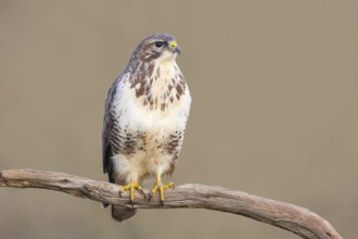 Buzzard (Buteo buteo) sitting attentively on a branch, wildlife, animals, birds, bird of prey,