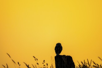 The silhouette of an owl Little Owl (Athene noctua) stands out clearly against a yellow, expansive
