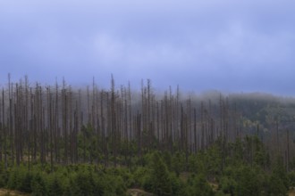 Dead trees Mountain spruce forest deaths in the Harz Mountains, Braunlage, Harz, Lower Saxony,