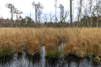 Moorland with trees in Osterwald, Zingst, Fischland-Darß-Zingst, Western Pomerania Lagoon Area