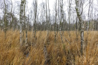 Moor landscape in the Osterwald forest with bog birch trees (Betula pubescens), Zingst,