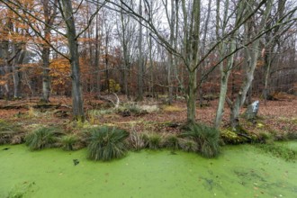 Moorland with trees, foreground stream with duckweed (Lemna), Osterwald, Zingst,