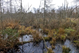 Moorland with dead trees in Osterwald, Zingst, Fischland-Darß-Zingst, Western Pomerania Lagoon Area