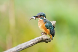 Common kingfisher (Alcedo atthis) sitting on an old wooden branch eating his fresh cought fish in