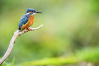 Common kingfisher (Alcedo atthis) sitting on an old wooden branch in late summer, wildife, Bavaria,