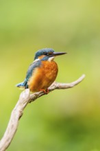 Common kingfisher (Alcedo atthis) sitting on an old wooden branch in late summer, wildife, Bavaria,
