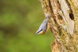 Eurasian nuthatch (Sitta europaea) sitting on an old wrotten tree trunk at a swamp, Bavaria,