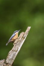 Eurasian nuthatch (Sitta europaea) sitting on an old wrotten tree trunk at a swamp, Bavaria,