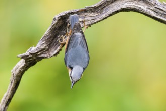 Eurasian nuthatch (Sitta europaea) sitting on an old wooden branch at a swamp, Bavaria, Germany
