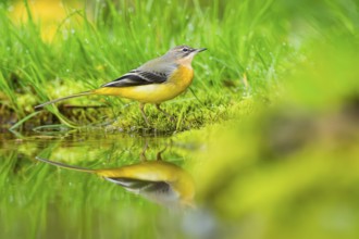 Grey Wagtail (Motacilla cinerea) hunting at a little lake in a swamp, wildlife, Germany