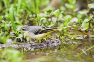 Grey Wagtail (Motacilla cinerea) hunting at a little lake in a swamp, wildlife, Germany