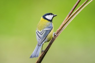 Great tit (Parus major) sitting on stem of a reed at a swamp, Bavaria, Germany