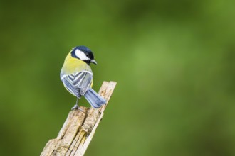 Great tit (Parus major) sitting on an old wrotten tree trunk at a swamp, Bavaria, Germany