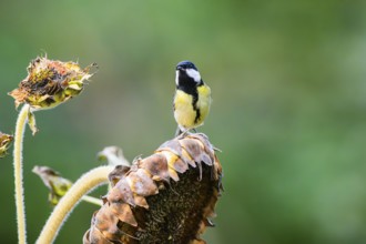 Great tit (Parus major) sitting on an old sunflower blossom with seeds inside, Bavaria, Germany